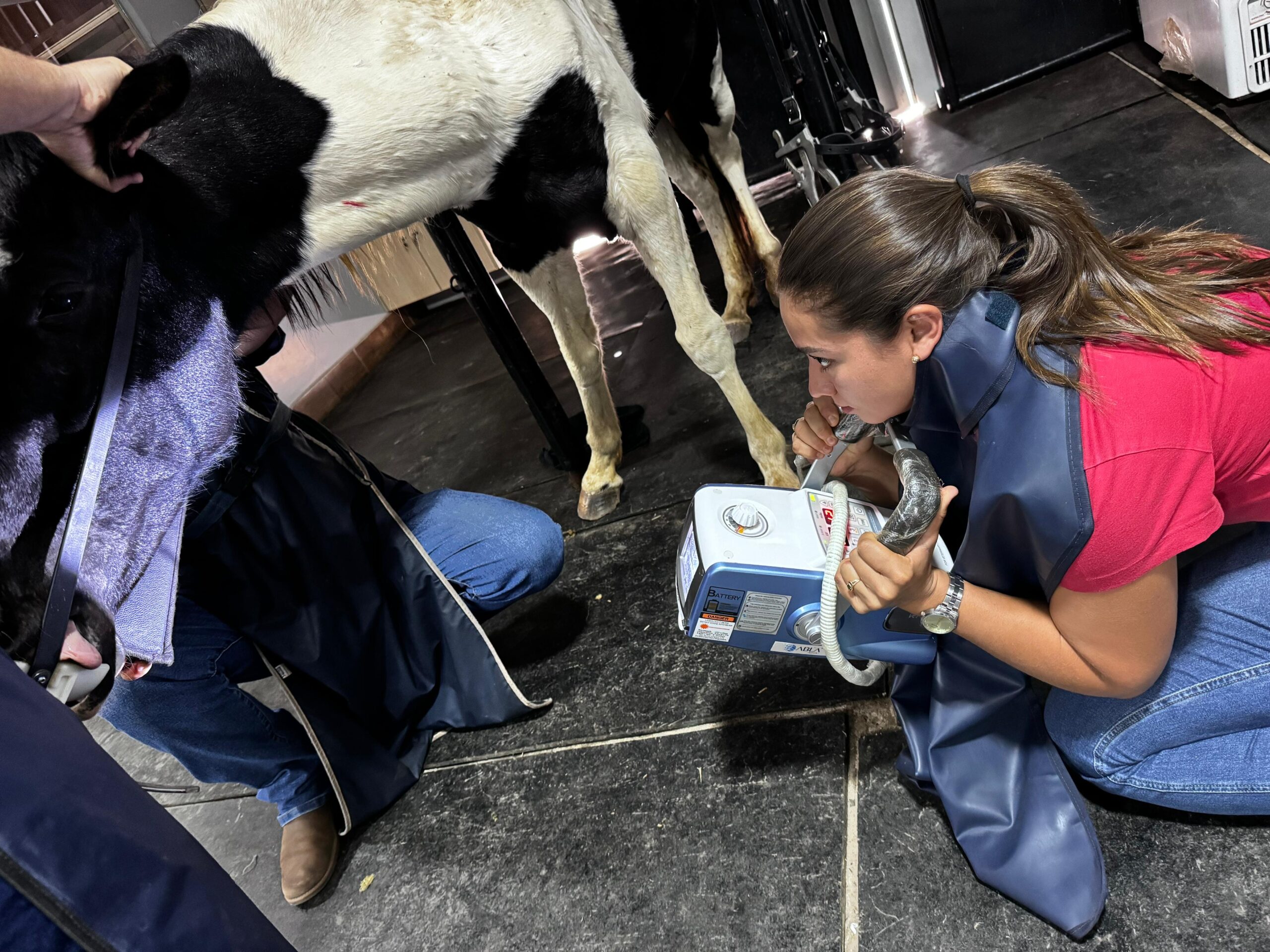 Prática de odontoplastia em cavalos reais